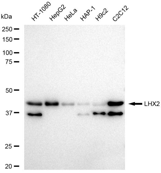 LHX2 Antibody in Western Blot (WB)