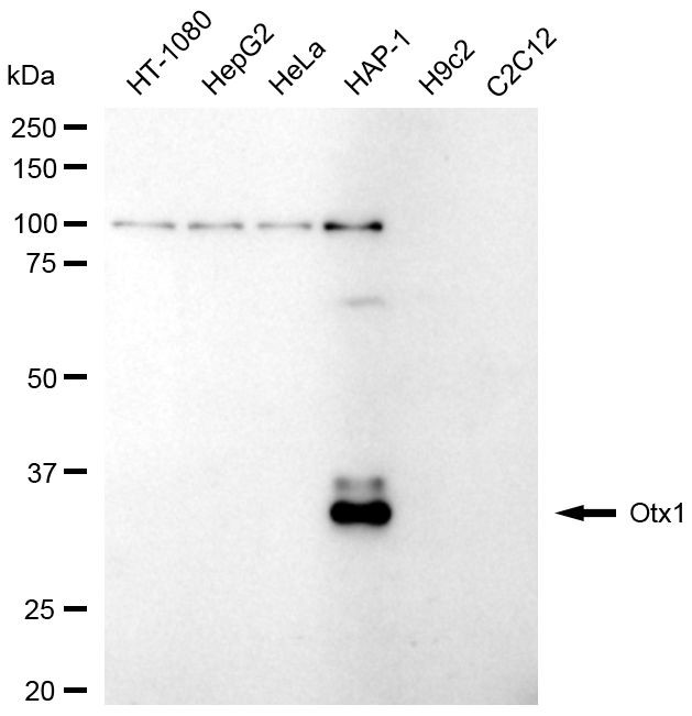 OTX1 Antibody in Western Blot (WB)