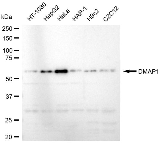 DMAP1 Antibody in Western Blot (WB)