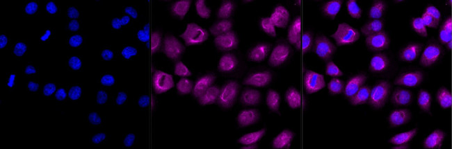 FKBP4 Antibody in Immunocytochemistry (ICC/IF)