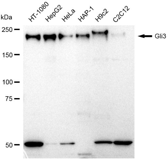 GLI3 Antibody in Western Blot (WB)