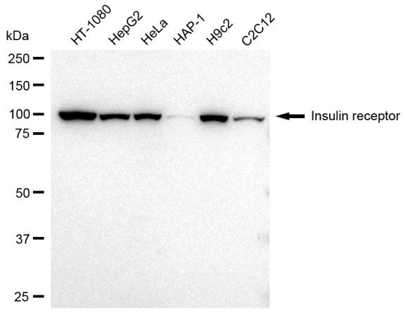 INSR Antibody in Western Blot (WB)