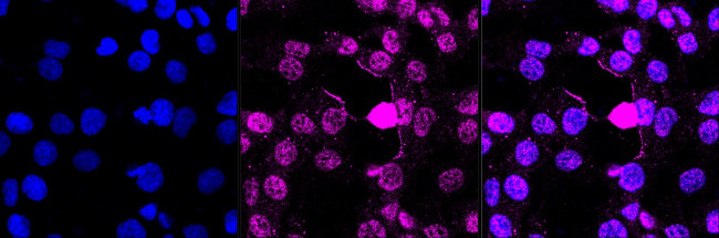 Phospho-DNA-PK (Ser2056) Antibody in Immunocytochemistry (ICC/IF)