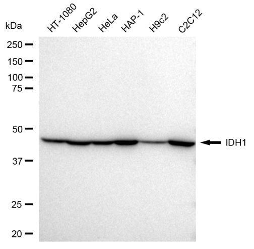 IDH1 Antibody in Western Blot (WB)