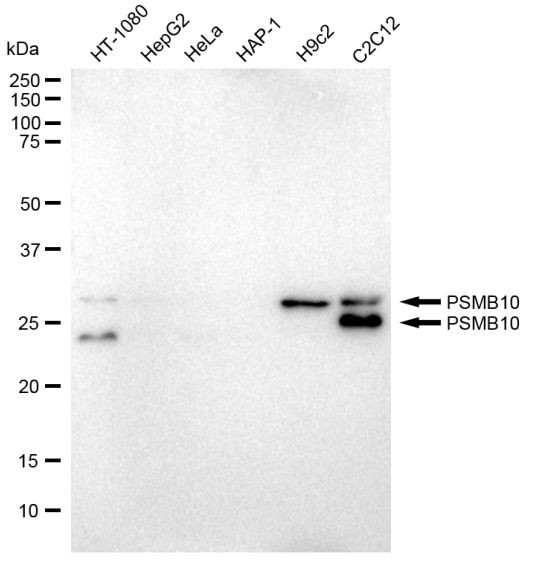 PSMB10 Antibody in Western Blot (WB)