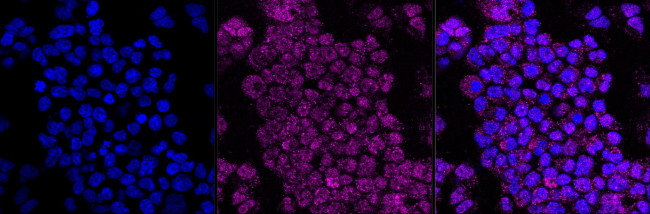 Complement C3 Antibody in Immunocytochemistry (ICC/IF)