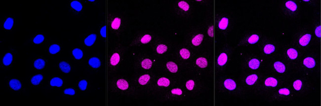 Cdc40 Antibody in Immunocytochemistry (ICC/IF)