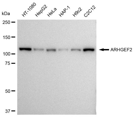 GEF-H1 Antibody in Western Blot (WB)