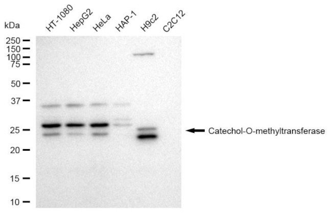 COMT Antibody in Western Blot (WB)