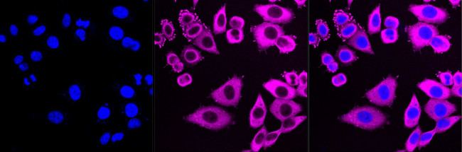 HSP90 beta Antibody in Immunocytochemistry (ICC/IF)