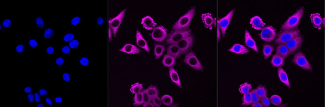 HSP90 beta Antibody in Immunocytochemistry (ICC/IF)