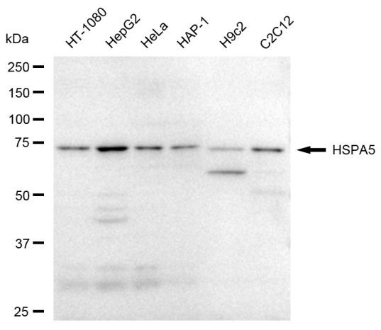 GRP78 Antibody in Western Blot (WB)