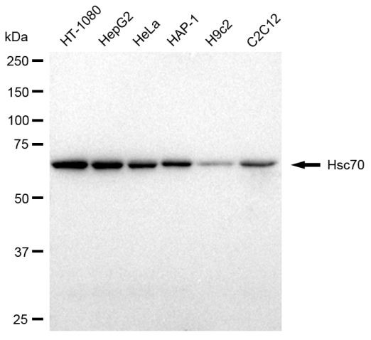 HSC70 Antibody in Western Blot (WB)