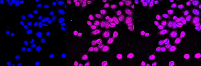 NEK7 Antibody in Immunocytochemistry (ICC/IF)