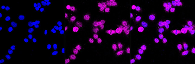 TEF1 Antibody in Immunocytochemistry (ICC/IF)