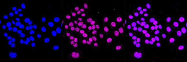 TEF1 Antibody in Immunocytochemistry (ICC/IF)