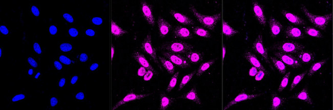 alpha-1 Microglobulin Antibody in Immunocytochemistry (ICC/IF)