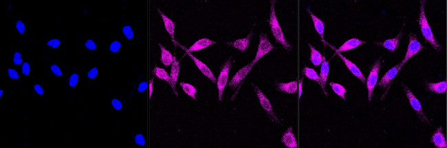 Phospho-PRAS40 (Thr246) Antibody in Immunocytochemistry (ICC/IF)