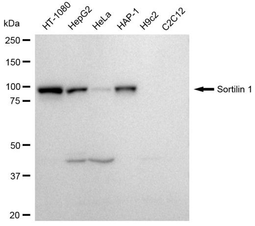 Sortilin Antibody in Western Blot (WB)