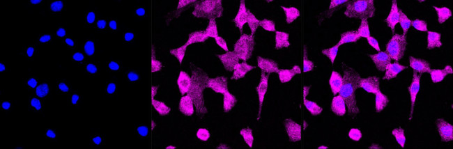 p38 MAPK Antibody in Immunocytochemistry (ICC/IF)