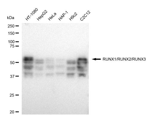 RUNX1/RUNX2/RUNX3 Antibody in Western Blot (WB)