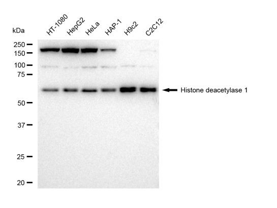 HDAC1 Antibody in Western Blot (WB)