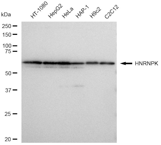 hnRNP K Antibody in Western Blot (WB)