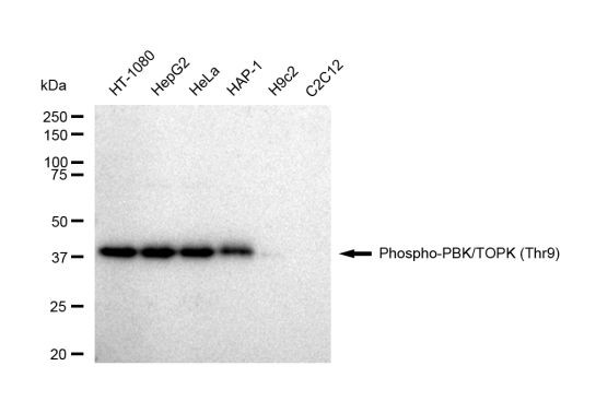 Phospho-PBK (Thr9) Antibody in Western Blot (WB)