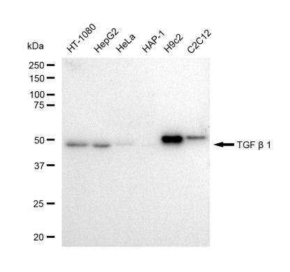 TGF beta-1 Antibody in Western Blot (WB)