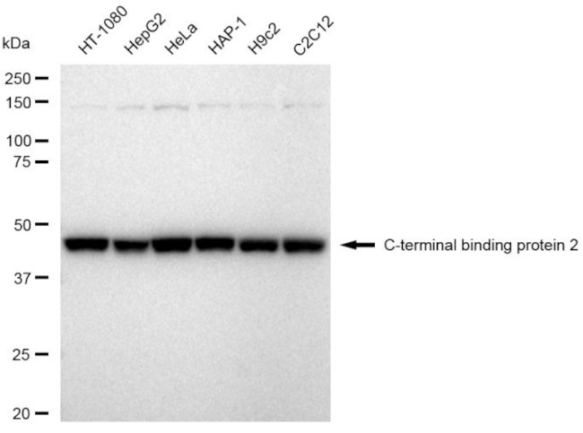 CtBP2 Antibody in Western Blot (WB)