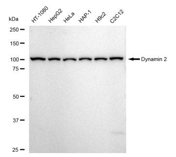 Dynamin 2 Antibody in Western Blot (WB)