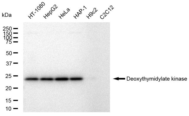 DTYMK Antibody in Western Blot (WB)