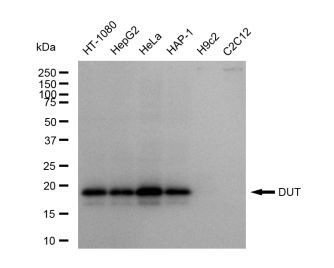 DUT Antibody in Western Blot (WB)