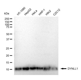 DYNLL1 Antibody in Western Blot (WB)