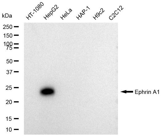 Ephrin A1 Antibody in Western Blot (WB)