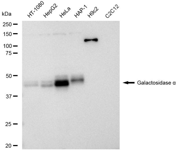 alpha Galactosidase Antibody in Western Blot (WB)