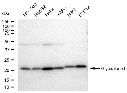 GLO1 Antibody in Western Blot (WB)