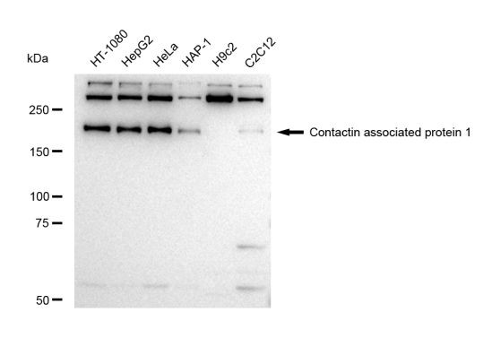 CNTNAP1 Antibody in Western Blot (WB)