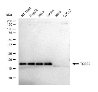 TCEB2 Antibody in Western Blot (WB)