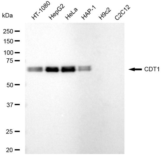 CDT1 Antibody in Western Blot (WB)