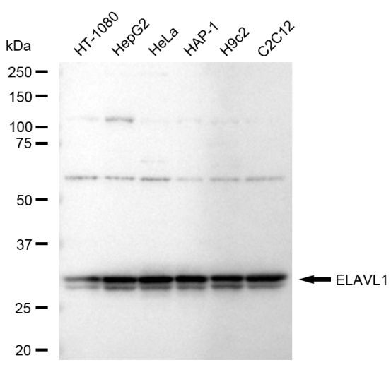 HuR Antibody in Western Blot (WB)