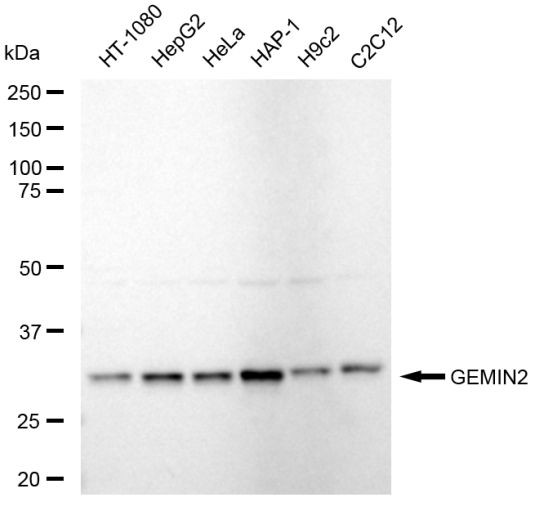 Gemin 2 Antibody in Western Blot (WB)