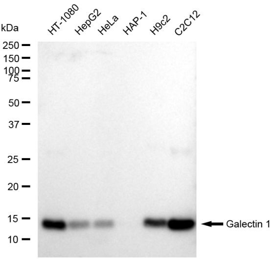 Galectin 1 Antibody in Western Blot (WB)