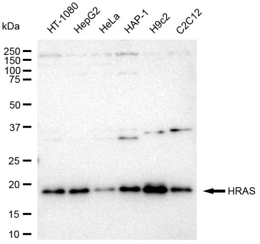 H-Ras Antibody in Western Blot (WB)