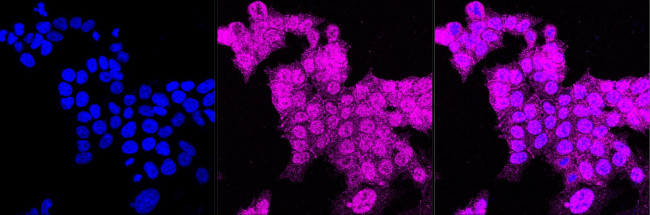 JAM-A (CD321) Antibody in Immunocytochemistry (ICC/IF)