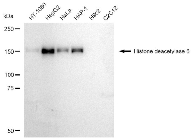 HDAC6 Antibody in Western Blot (WB)