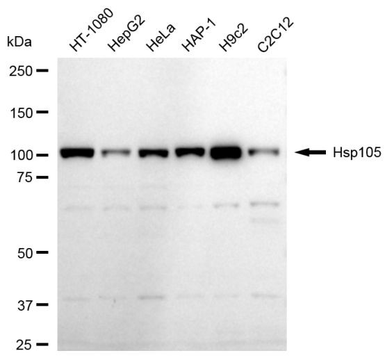 HSP105 Antibody in Western Blot (WB)