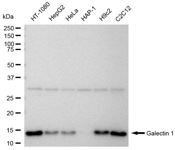 Galectin 1 Antibody in Western Blot (WB)