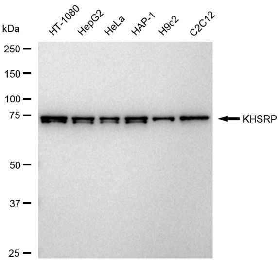 KHSRP Antibody in Western Blot (WB)