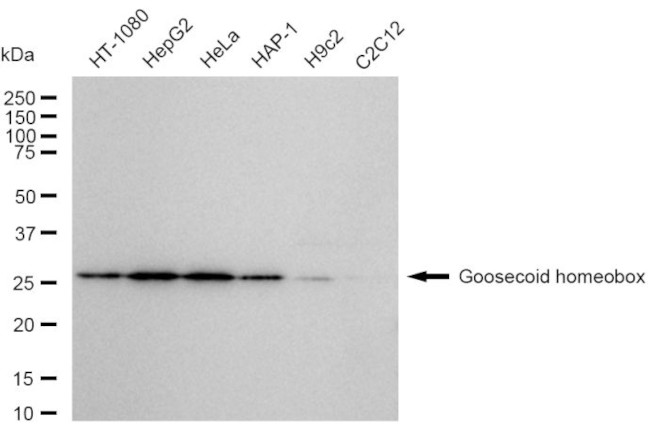 GSC Antibody in Western Blot (WB)